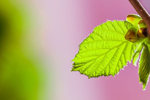 Green leaf against sunlight on a colorful background. Spring concept. High quality photo