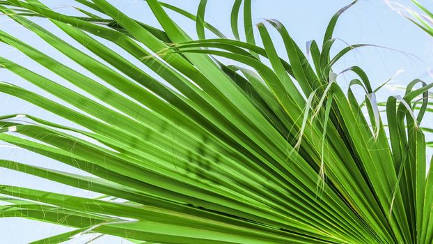Palm leaf texture on blue sky background. High quality photo