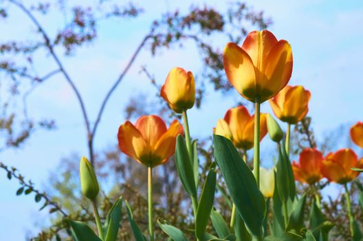 a bulbous spring flowering plant of the lily family, with boldly colored cup shaped flowers.