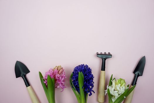 Hyacinth flowers and garden tools are arranged on a pink background. Mockup. A place to copy. Spring planting works.