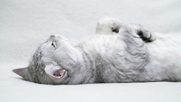 Scottish straight cat lies on his back. Cat upside down. Close up white cat face