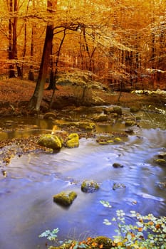 The beauty of autumn. Forest and landscape in the colors of autumn