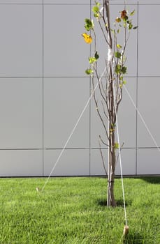 Garter of young trees. Strengthening a young tree with ropes. Garter a young tree with twine to protect against uprooting. Ecology, forest, urban plantations. vertical photo