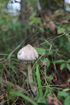 White inedible mushroom among the fallen leaves in the autumn forest. vertical photo