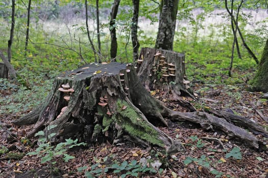 Two stumps in the forest are the result of trees cut down by man. Stumps with forest mushrooms and green moss growing on them. Autumn forest