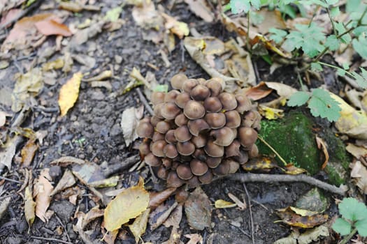 group of mushrooms in the autumn forest with leaves. Wild mushrooms in the autumn forest. Selective focus.