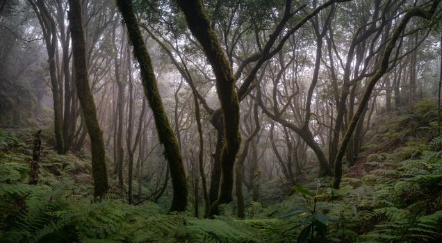 Dark and Dense: A Misty Jungle Panorama in Anaga, Tenerife