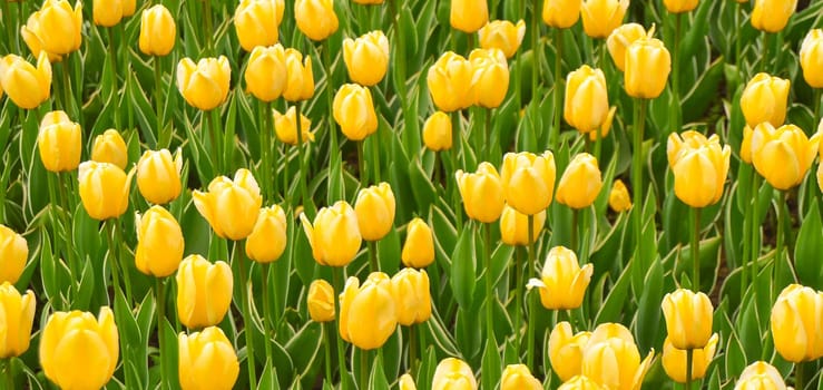 Beautiful yellow tulips bloom in spring blurred background