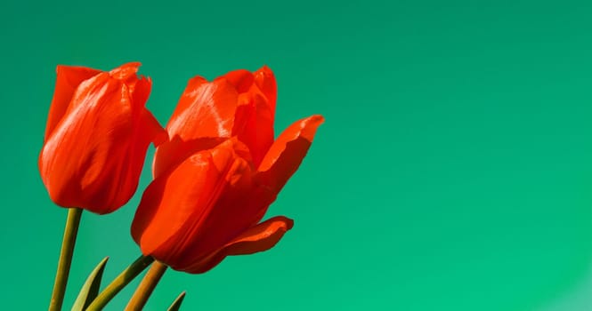 top view of three red tulips on a soft green background with copy space, banner.