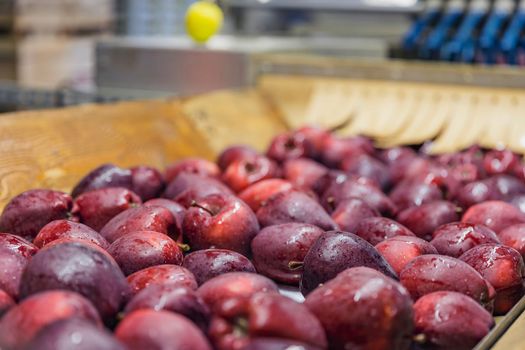 quality control of apples on the automatic feeding line