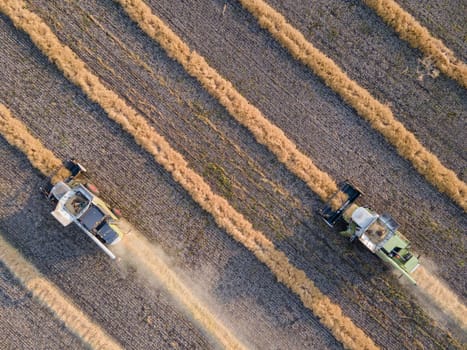 Combines mow rapeseed in the field.Agro-industrial complex.The combine harvester cuts rapeseed .The machine removes rapeseed.Harvesting of grain crops.Harvesting  in ranches and agricultural lands