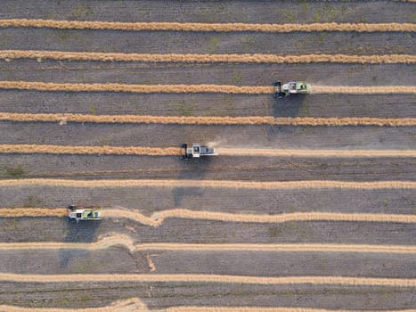 Combines mow rapeseed in the field.Agro-industrial complex.The combine harvester cuts rapeseed .The machine removes rapeseed.Harvesting of grain crops.Harvesting  in ranches and agricultural lands