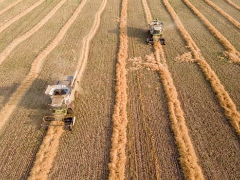 Combines mow rapeseed in the field.Agro-industrial complex.The combine harvester cuts rapeseed .The machine removes rapeseed.Harvesting of grain crops.Harvesting  in ranches and agricultural lands