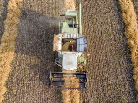 Combines mow rapeseed in the field.Agro-industrial complex.The combine harvester cuts rapeseed .The machine removes rapeseed.Harvesting of grain crops.Harvesting  in ranches and agricultural lands