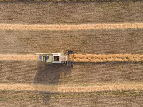 Combines mow rapeseed in the field.Agro-industrial complex.The combine harvester cuts rapeseed .The machine removes rapeseed.Harvesting of grain crops.Harvesting  in ranches and agricultural lands