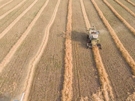 Combines mow rapeseed in the field.Agro-industrial complex.The combine harvester cuts rapeseed .The machine removes rapeseed.Harvesting of grain crops.Harvesting  in ranches and agricultural lands