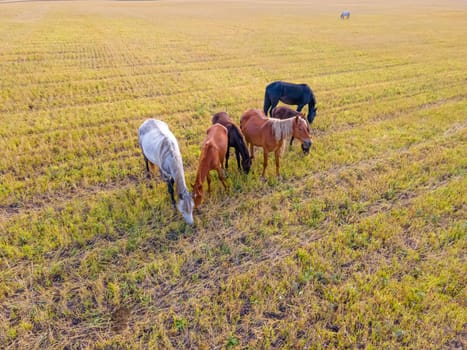 Horses grazing grass in a meadow.Domestic farm horses are mammals grazing in green fields.Mares with foals graze on the farm. Wildlife and animals on lea.Farm animals of thoroughbred  horses.Breeding