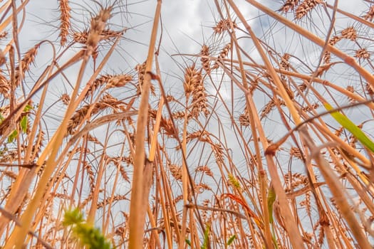 Golden Cereal field with ears of wheat,Agriculture farm and farming concept.Harvest.Wheat field.Rural Scenery.Ripening ears.Rancho harvest Concept.Ripe ears of wheat.Cereal crop.Bread, rye and grain