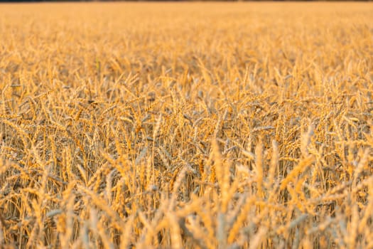 Golden Cereal field with ears of wheat,Agriculture farm and farming concept.Harvest.Wheat field.Rural Scenery.Ripening ears.Rancho harvest Concept.Ripe ears of wheat.Cereal crop.Bread, rye and grain