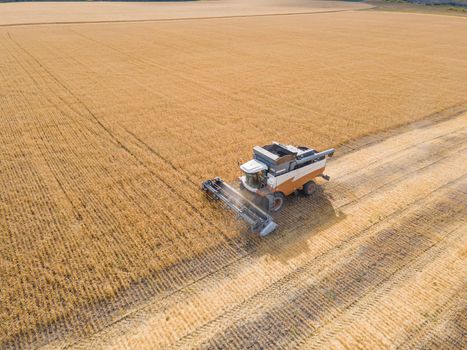 Harvest wheat grain and crop aerial view.Harvesting wheat,oats, barley in fields,ranches and farmlands.Combines mow in the field.Agro-industry.Combine Harvester Cutting on wheat filed.Machine harvest