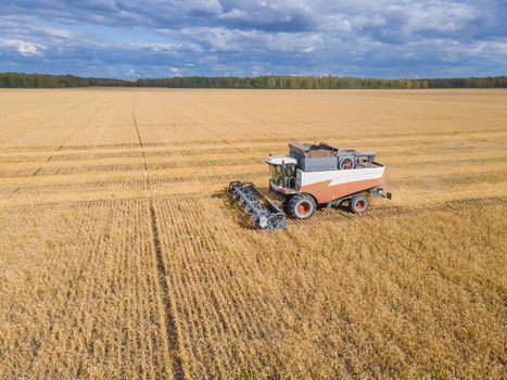 Harvest wheat grain and crop aerial view.Harvesting wheat,oats, barley in fields,ranches and farmlands.Combines mow in the field.Agro-industry.Combine Harvester Cutting on wheat filed.Machine harvest