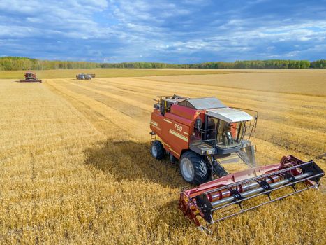 Harvest wheat grain and crop aerial view.Harvesting wheat,oats, barley in fields,ranches and farmlands.Combines mow in the field.Agro-industry.Combine Harvester Cutting on wheat filed.Machine harvest