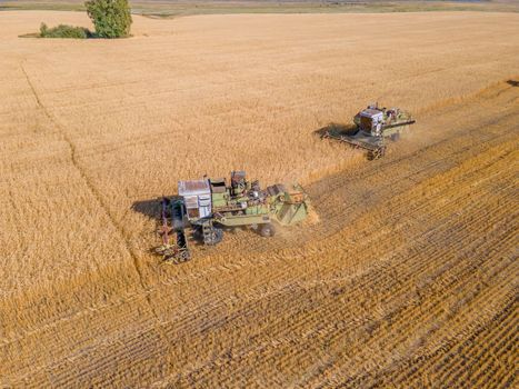 Harvest wheat grain and crop aerial view.Harvesting wheat,oats, barley in fields,ranches and farmlands.Combines mow in the field.Agro-industry.Combine Harvester Cutting on wheat filed.Machine harvest