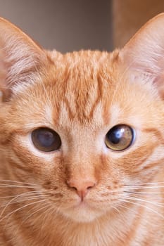 Red cat sitting on the floor close up