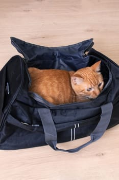 Red cat sitting in a travel bag close up