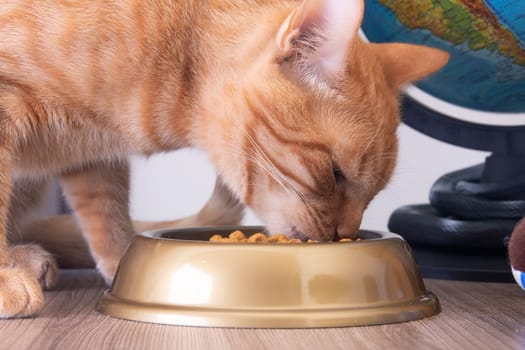 A red cat eats from a bowl close up