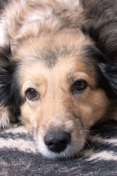 Domestic grey fluffy dog look at camera, close up portrait