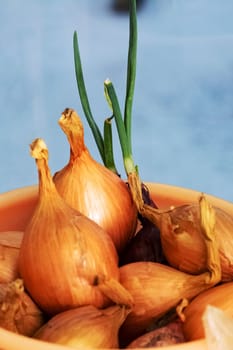 Yellow sprouted onions in a bowl close up