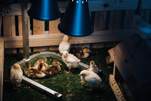 Small chickens and ducklings bask on the grass under a lamp in the yard.
