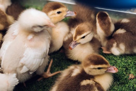 Little chickens and ducklings bask in the sun on the grass.