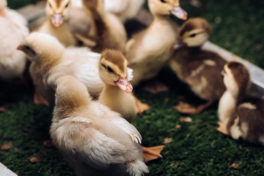 Little chickens and ducklings bask in the sun on the grass.