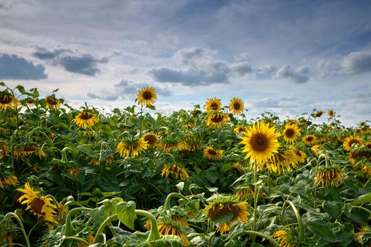Field of sunflowers against blue summer sky