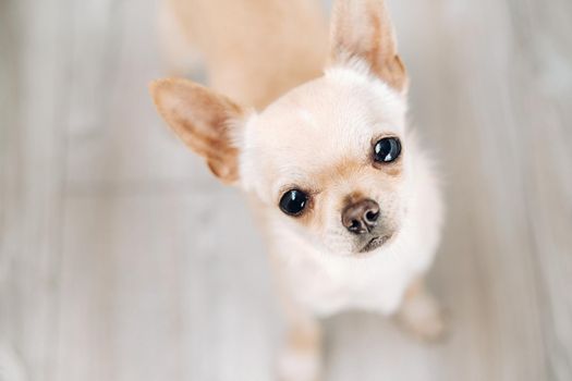 Chihuahua-beautiful little dog, brown Chihuahua on a bright background.