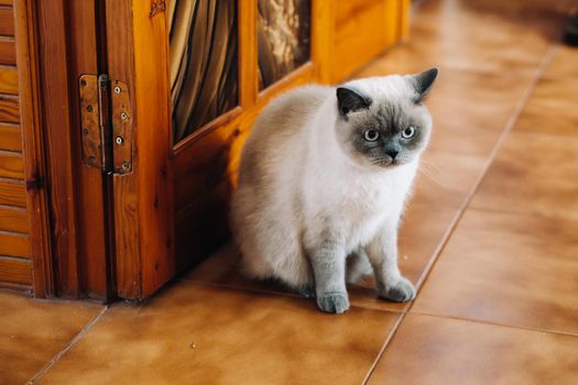 Beautiful cat sitting at home and relaxing, pet life concept.