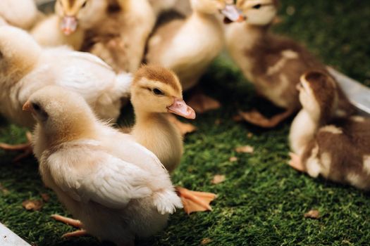 Little chickens and ducklings bask in the sun on the grass.