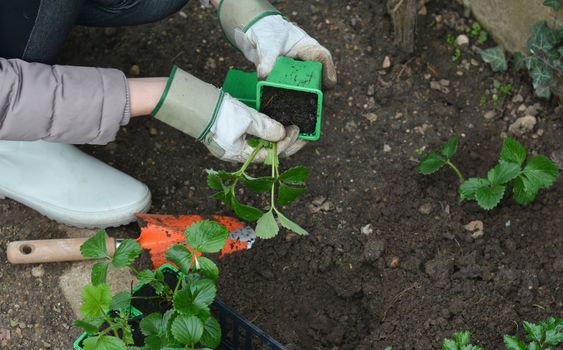 Woman planting strawberries plants in a garden