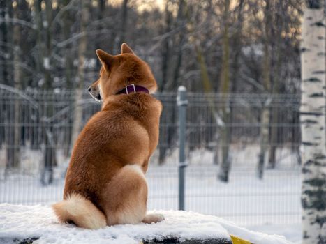 Japanese red coat dog is in winter forest. Portrait of beautiful Shiba inu male standing in the forest on the snow and trees background. High quality photo. Walk in winter