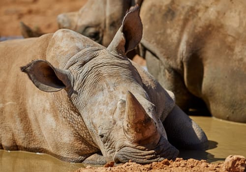Rhinos - South Africa. A white Rhinos (Ceratotherium simum) in natural habitat, South Africa