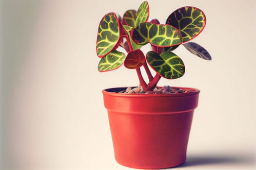 Close up shot of a potted plant for Valentine's Day background with copy space. Gift ideas. Design for Valentine's Day festive banner.