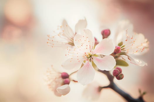 Spring cherry blossom stands out against pastel pink and white background. Shallow depth of field creates dreamy, blurry effect. Vibrant flowers against muted tones make for beautiful, romantic image.