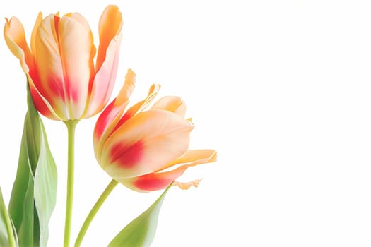 Bouquet of fresh tulip flowers in different colors, isolated on white background with copy space. Perfect for adding vibrant blooms to any project.