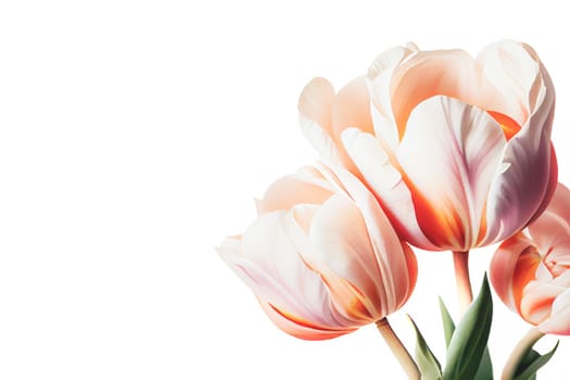 Bouquet of fresh tulip flowers in different colors, isolated on white background with copy space. Perfect for adding vibrant blooms to any project.