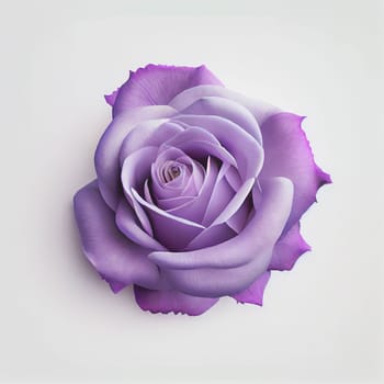 Top view of violet Rose flower on a white background, perfect for representing the theme of Valentine's Day.