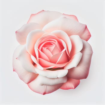 Top view of a pink rose on a white background, perfect for representing the theme of Valentine's Day.