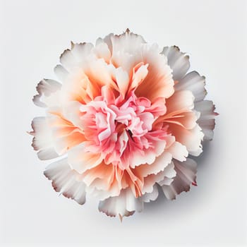 Top view of Carnation flower on a white background, perfect for representing the theme of Valentine's Day.