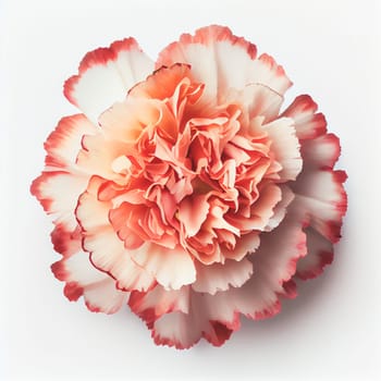 Top view of Carnation flower on a white background, perfect for representing the theme of Valentine's Day.